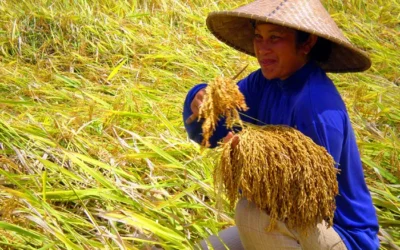 Kedaulatan Pangan Petani Tradisi