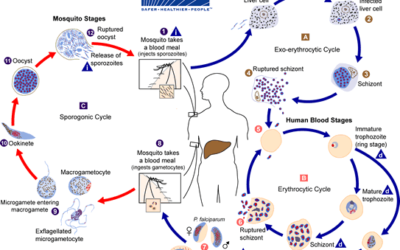 Plasmodium dan Daur Hidup Parasit Malaria (Catatan Hari Malaria Sedunia)