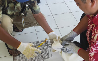 Membedah Tikus untuk Investigasi dan Uji Sampel