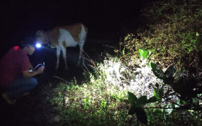 Penangkapan Spesies Nyamuk di Agrabinta