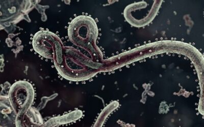 WHO Tetapkan Ebola Sebagai PHEIC, Kemenkes Tingkatkan Pengawasan dan Imbau Masyarakat Tetap Waspada