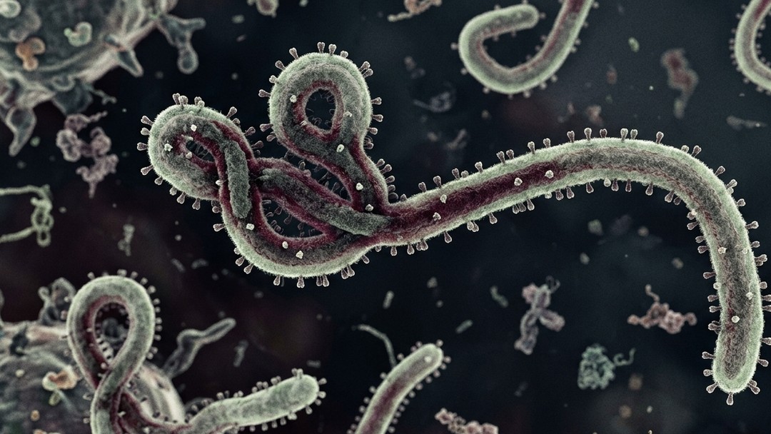 WHO Tetapkan Ebola Sebagai PHEIC, Kemenkes Tingkatkan Pengawasan dan Imbau Masyarakat Tetap Waspada